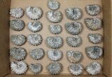 Lot: Kg Bumpy Ammonite (Douvilleiceras) Fossils - pieces #103213-2